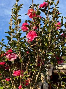 立木観音（立木山安養寺） 3枚目