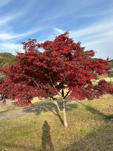立木観音（立木山安養寺） 4枚目