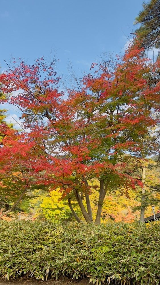 miiさんが投稿した埼玉県立自然の博物館に関する口コミの画像