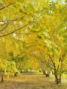 太原のイチョウ並木