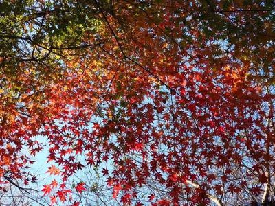 川見薬師寺（瑠璃光山薬師寺） 1枚目