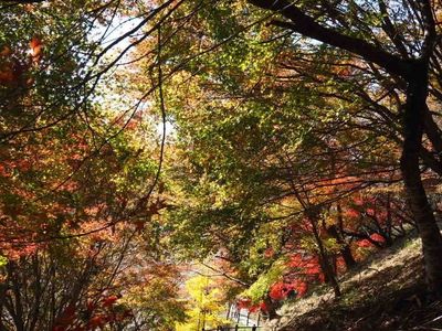 川見薬師寺（瑠璃光山薬師寺） 2枚目