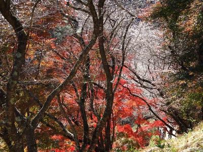 川見薬師寺（瑠璃光山薬師寺） 3枚目