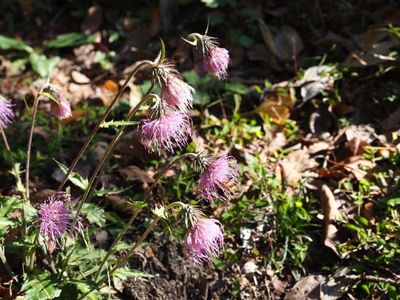 川見薬師寺（瑠璃光山薬師寺） 6枚目