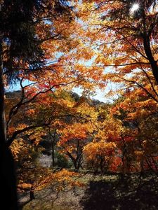 川見薬師寺（瑠璃光山薬師寺） 8枚目