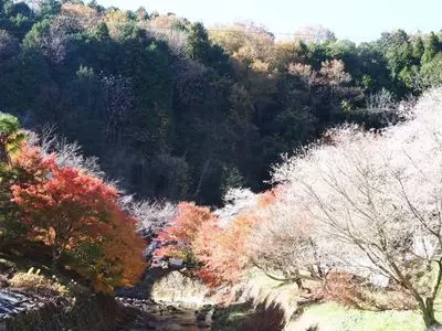 豊田市小原和紙のふるさと ミツマタ