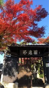 不老園の梅