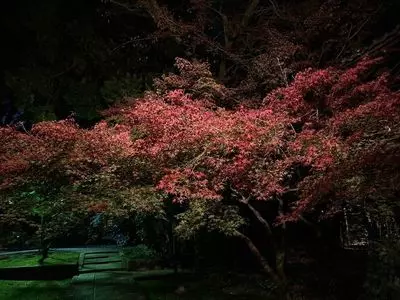 向日神社