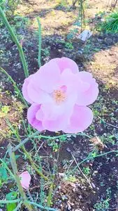 城山公園（埼玉県桶川市）