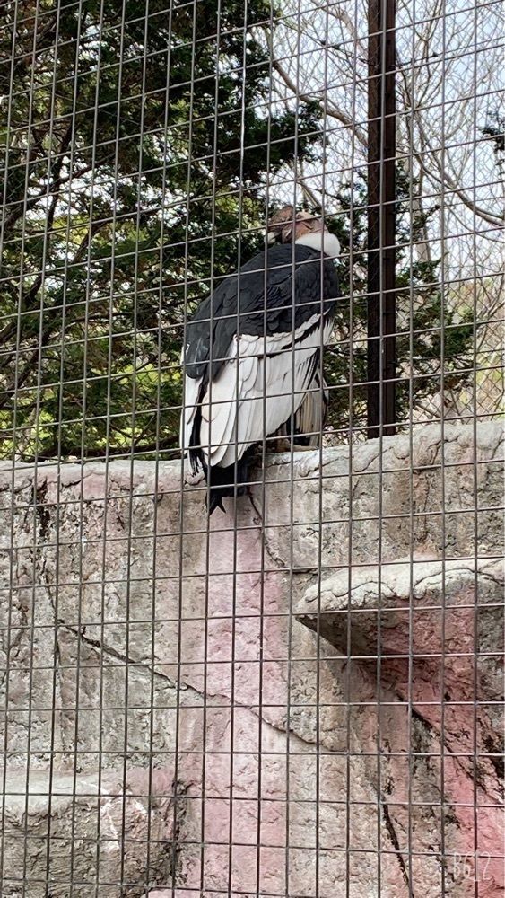 22kaguraさんが投稿したとくしま動物園　北島建設の森に関する口コミの画像