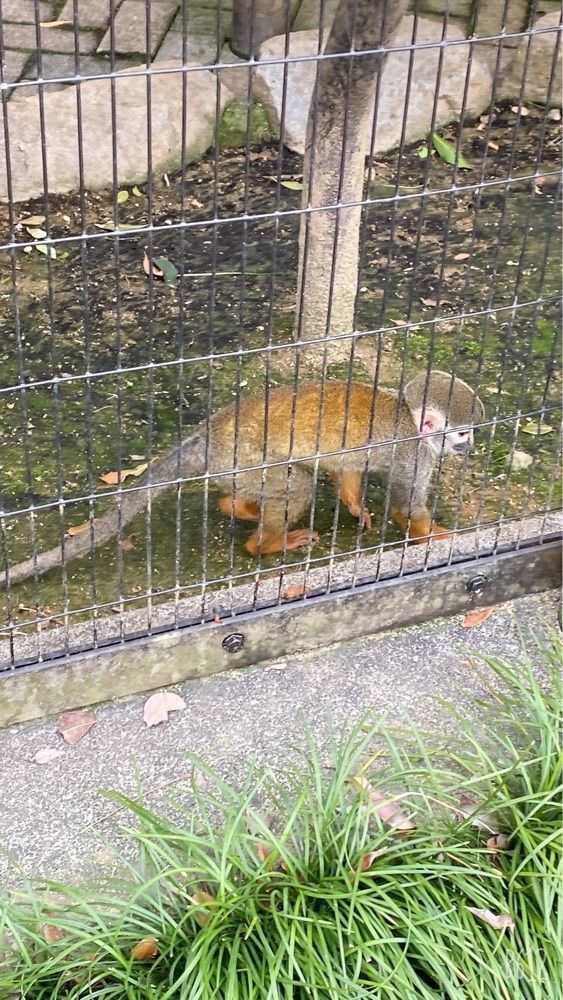 22kaguraさんが投稿したとくしま動物園　北島建設の森に関する口コミの画像