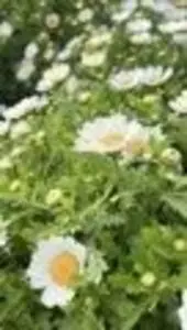 とくしま植物園