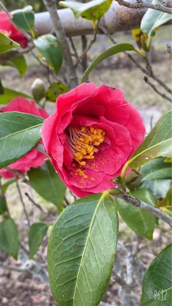 22kaguraさんが投稿したとくしま植物園に関する口コミの画像