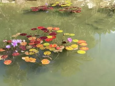 北川村「モネの庭」マルモッタン