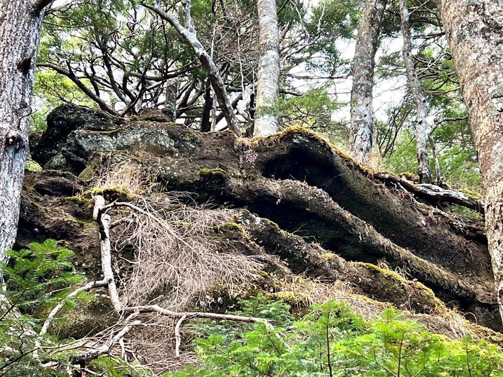 ビンカさんが投稿した東富士山荘に関する口コミの画像