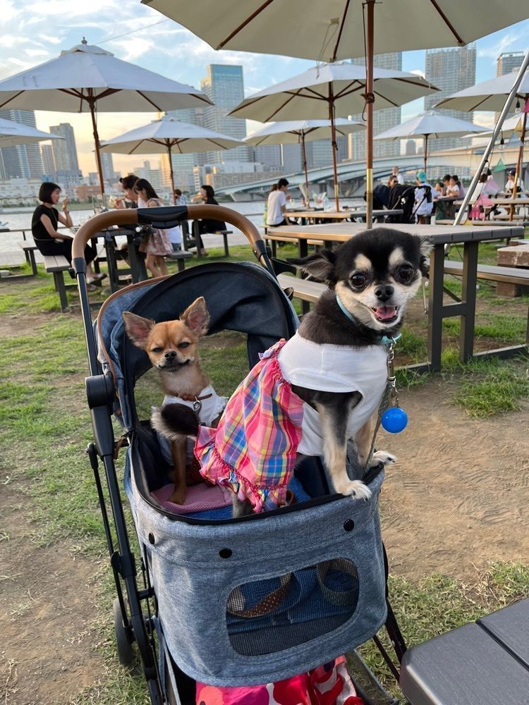 サイターマンさんが投稿したサイタブリア ベイパーク グリル バー（CITABRIA BAYPARK GRILL & BAR）に関する口コミの画像
