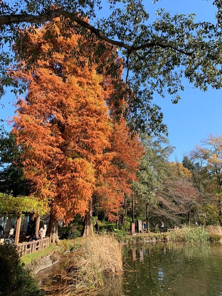 junkunさんが投稿した花見茶屋 水月に関する口コミの画像