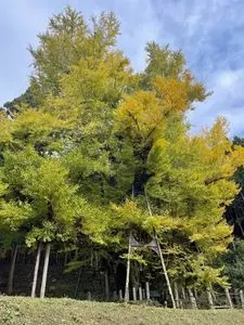 菩提寺のイチョウ