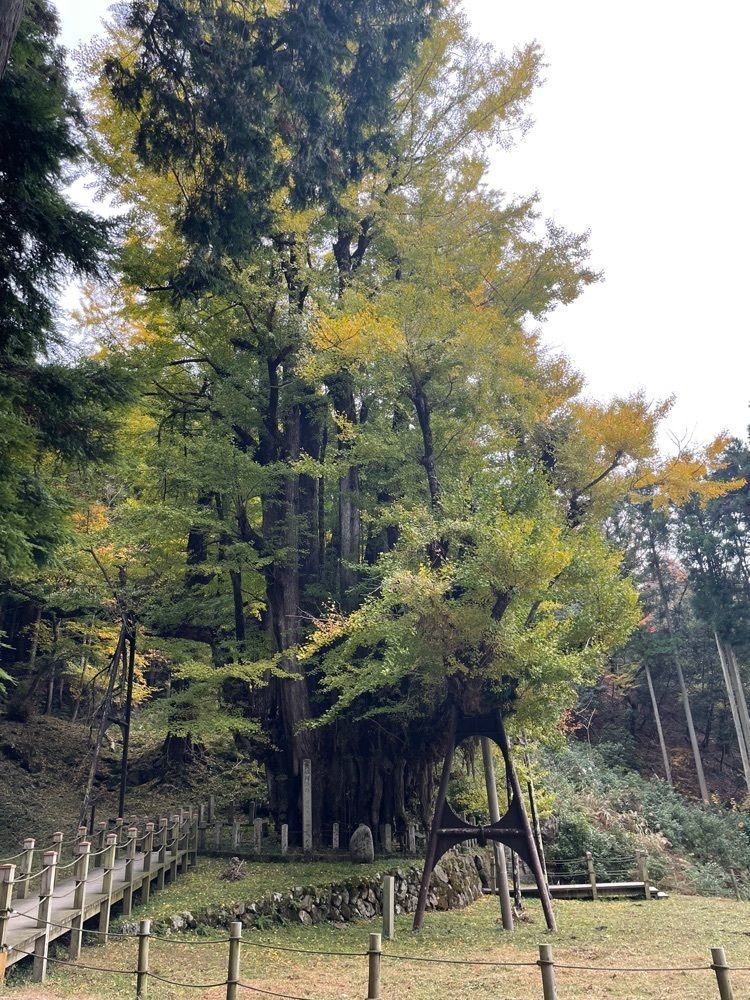 エリーチカさんが投稿した菩提寺のイチョウに関する口コミの画像