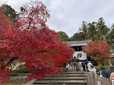 光明寺のもみじ