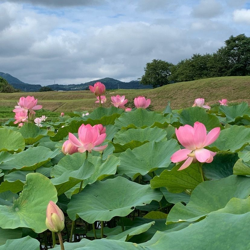tom_takedaさんが投稿した阿津賀志山に関する口コミの画像