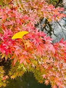 庄川水記念公園