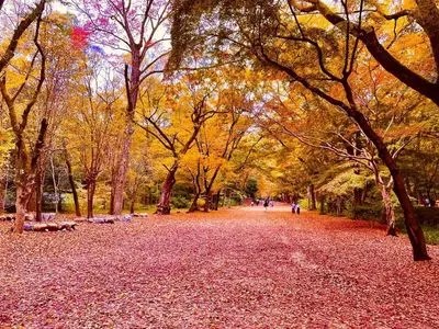 糺ノ森