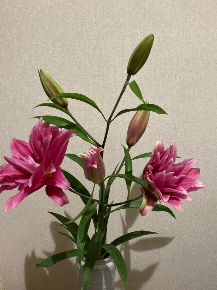 momochiさんが投稿したアズーラに関する口コミの画像
