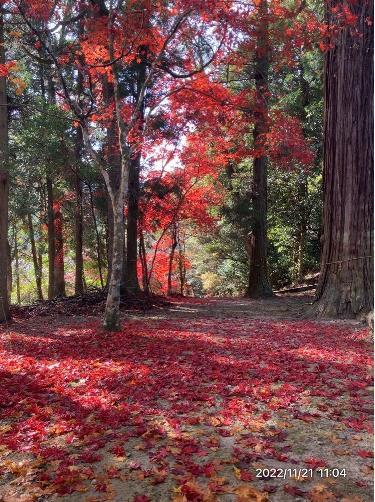 marco14450さんが投稿した御調八幡宮に関する口コミの画像