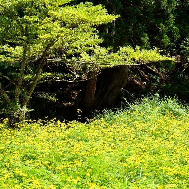 m_keijiさんが投稿した唐戸の渓谷に関する口コミの画像