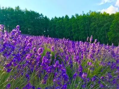ファーム富田 ラベンダーイースト