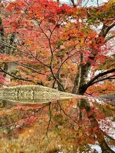 西教寺庭園