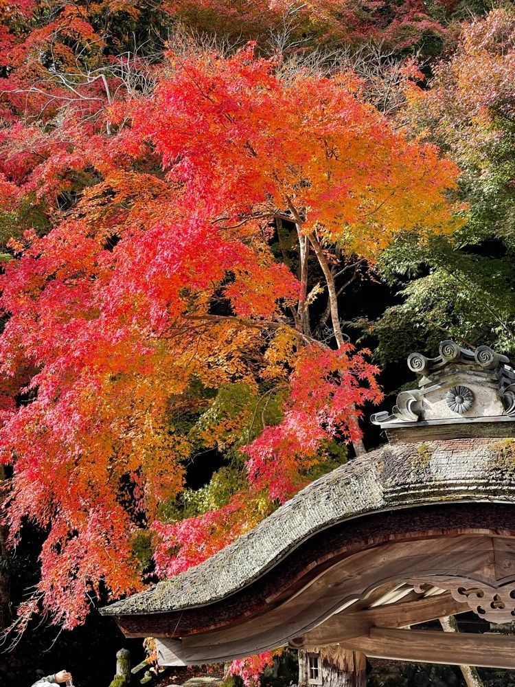 makiさんが投稿した西教寺庭園に関する口コミの画像