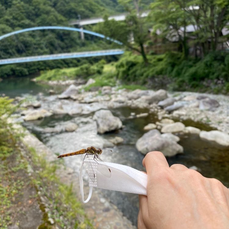 かめ_メグミさんが投稿した黄金橋に関する口コミの画像