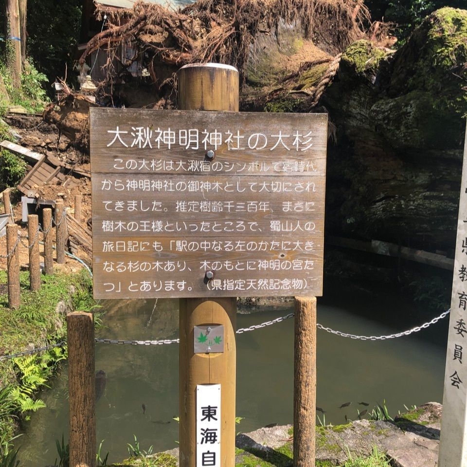 水瓶座さんが投稿した大湫神明神社の大杉に関する口コミの画像