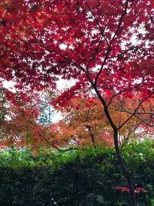 光明寺のもみじ