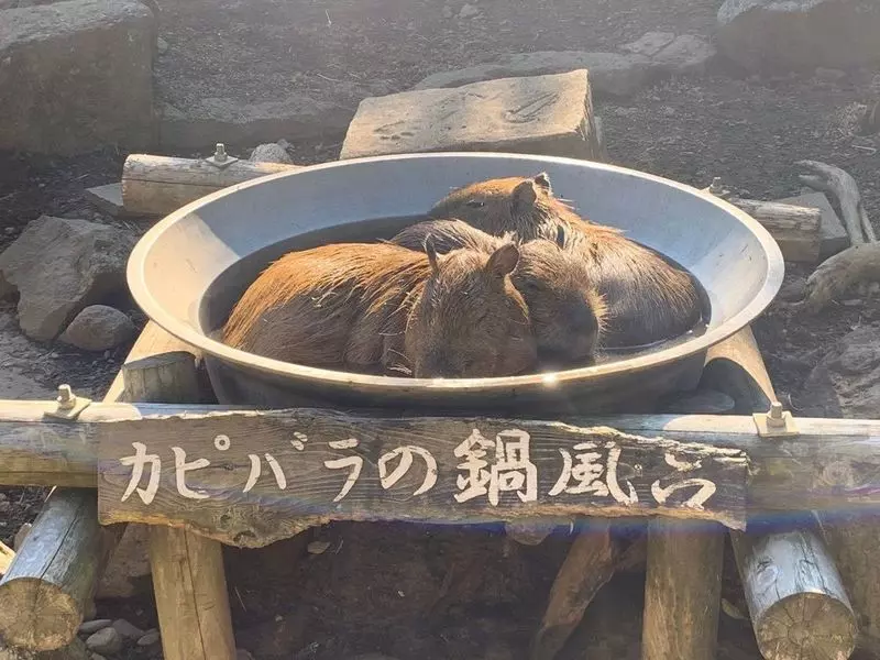 15.  伊豆シャボテン動物公園｜自然と動物に触れ合える観光スポット！子連れ旅におすすめ 1枚目