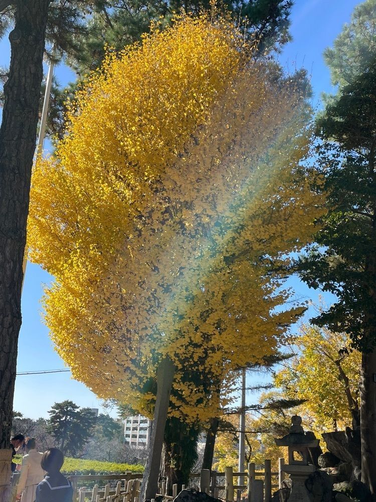 Make35さんが投稿した岡崎公園の紅葉に関する口コミの画像