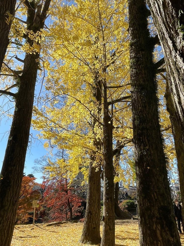 Make35さんが投稿した岡崎公園の紅葉に関する口コミの画像