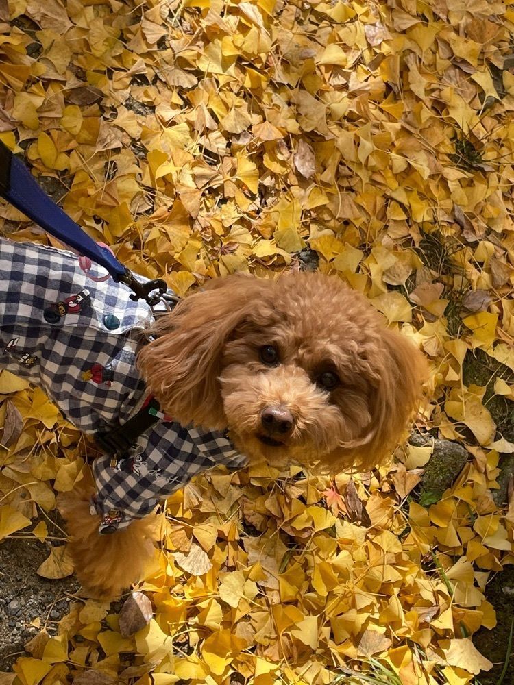 Make35さんが投稿した岡崎公園の紅葉に関する口コミの画像