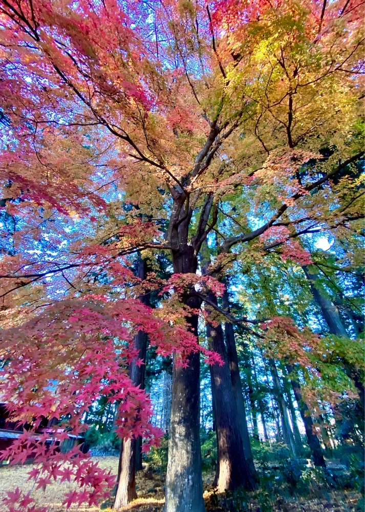calm_gift_1030さんが投稿した八槻都々古別神社に関する口コミの画像