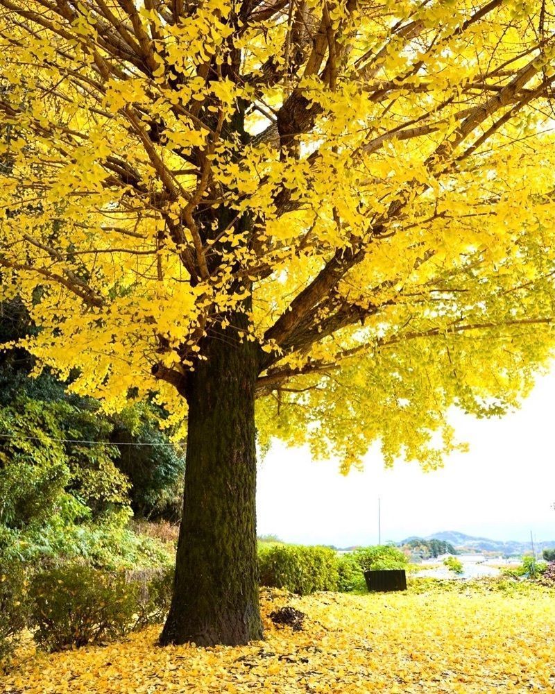 kei_koさんが投稿した橘寺のイチョウに関する口コミの画像