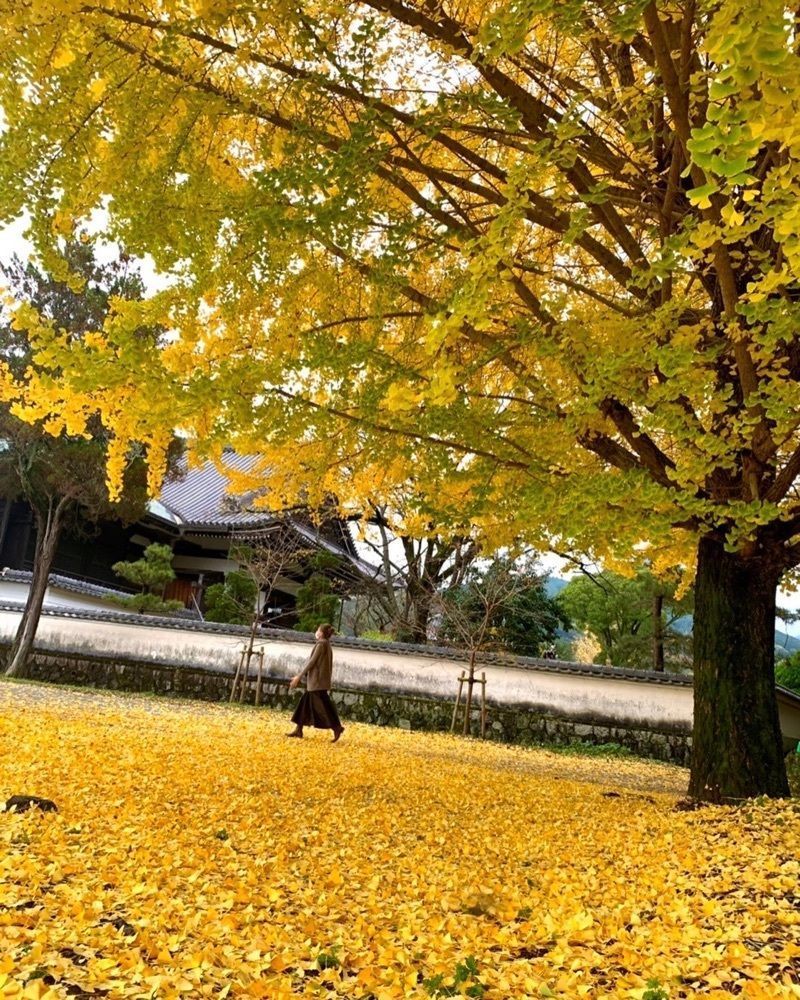kei_koさんが投稿した橘寺のイチョウに関する口コミの画像