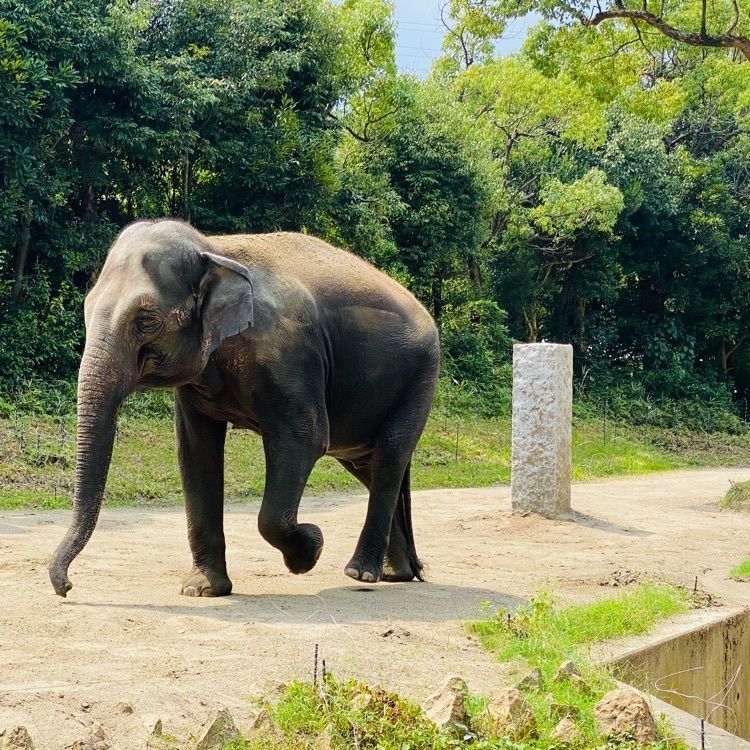 riepyonさんが投稿したよこはま動物園ズーラシアに関する口コミの画像