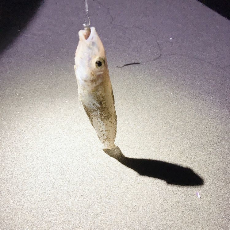 ロコさんが投稿した内海（体験観光）に関する口コミの画像