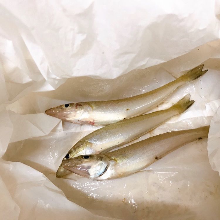ロコさんが投稿した内海（体験観光）に関する口コミの画像