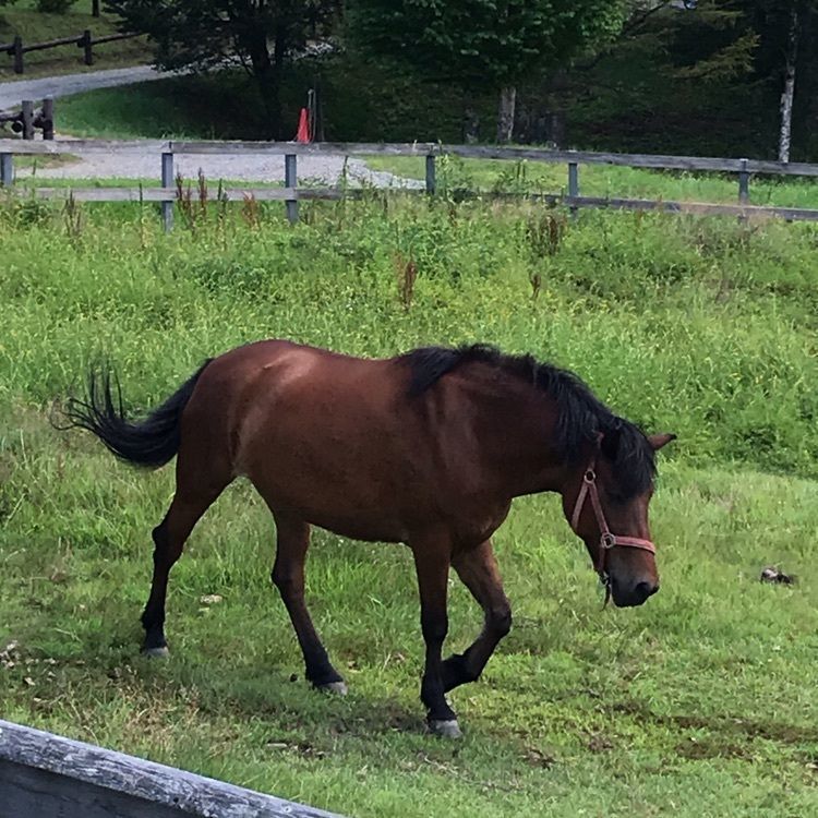 eririnさんが投稿した木曽馬の里木曽馬乗馬センターに関する口コミの画像