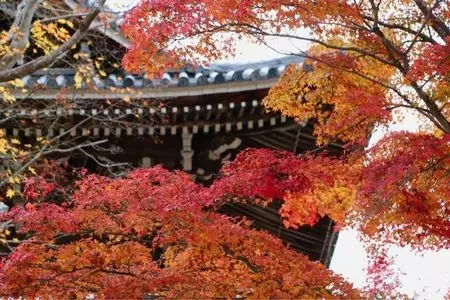 善峯寺の紅葉