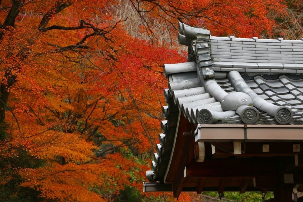 kohchanさんが投稿した善峯寺の紅葉に関する口コミの画像