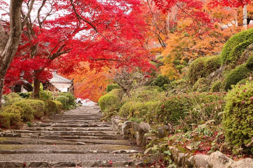 kohchanさんが投稿した善峯寺の紅葉に関する口コミの画像